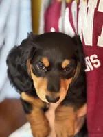 Rocky, a male Miniature Dachshund for sale in Toms River, NJ – Photo 4 of 5