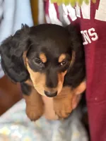 Rocky, a male Miniature Dachshund for sale in Toms River, NJ – Photo 3 of 5