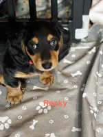 Rocky, a male Miniature Dachshund for sale in Toms River, NJ – Photo 2 of 5