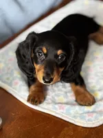 Coffee, a male Miniature Dachshund for sale in Toms River, NJ – Photo 3 of 4