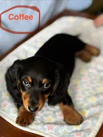Coffee, a male Miniature Dachshund for sale in Toms River, NJ – Photo 1 of 4