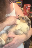 Fern, a female Shetland Sheepdog for sale in Alexandria, MN – Photo 2 of 6