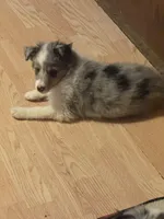 Fern, a female Shetland Sheepdog for sale in Alexandria, MN – Photo 6 of 6