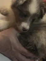 Fern, a female Shetland Sheepdog for sale in Alexandria, MN – Photo 4 of 6