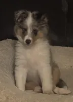 Fern, a female Shetland Sheepdog for sale in Alexandria, MN – Photo 1 of 6