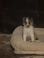 Fern, a female Shetland Sheepdog for sale in Alexandria, MN – Photo 5 of 6