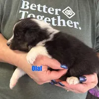 Olaf, a male Shetland Sheepdog for sale in Alexandria, MN – Photo 5 of 6