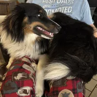 Olaf, a male Shetland Sheepdog for sale in Alexandria, MN – Photo 1 of 6