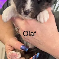 Olaf, a male Shetland Sheepdog for sale in Alexandria, MN – Photo 4 of 6