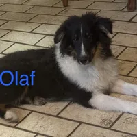 Olaf, a male Shetland Sheepdog for sale in Alexandria, MN – Photo 2 of 6