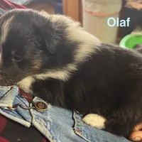 Olaf, a male Shetland Sheepdog for sale in Alexandria, MN – Photo 6 of 6