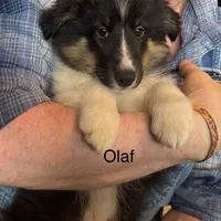 Olaf, a male Shetland Sheepdog for sale in Alexandria, MN – Photo 3 of 6
