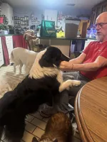 Kristoff , a male Shetland Sheepdog for sale in Alexandria, MN – Photo 2 of 4