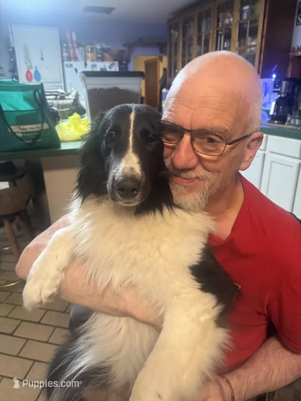 Kristoff , a male Shetland Sheepdog for sale in Alexandria, MN – Photo 1 of 4