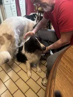 Kristoff , a male Shetland Sheepdog for sale in Alexandria, MN – Photo 3 of 4