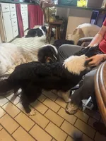 Kristoff , a male Shetland Sheepdog for sale in Alexandria, MN – Photo 4 of 4