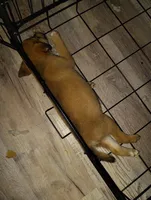 Don't have names, a male Alaskan Husky and Rhodesian Ridgeback for sale in Baton Rouge, LA – 1 of 2