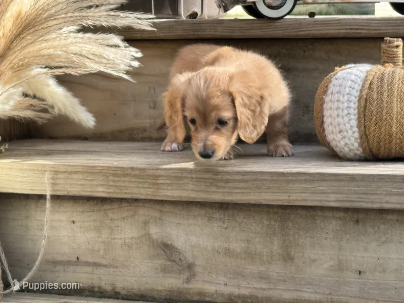 Summer, a female Miniature Dachshund for sale in Kennedy, NY – 1 of 4