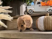 Summer, a female Miniature Dachshund for sale in Kennedy, NY – 4 of 4