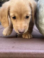 AKC Thunder, a male Miniature Dachshund for sale in Kennedy, NY – 4 of 4