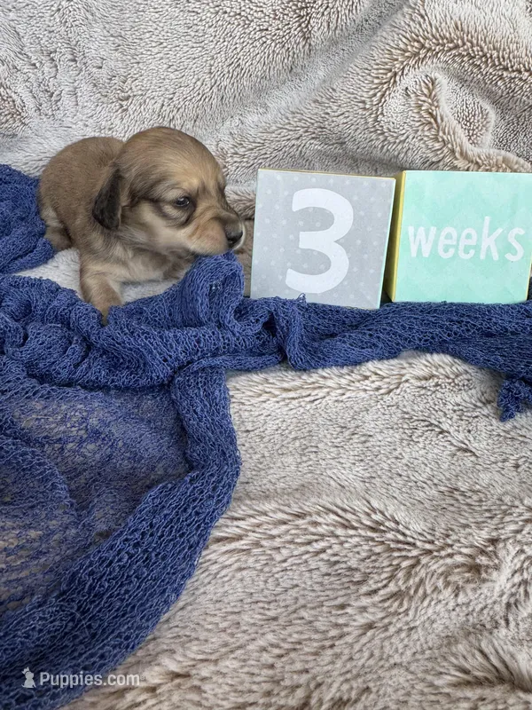 Mio – Miniature Dachshund puppy for sale in Kennedy, NY