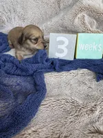 Mio, a male Miniature Dachshund for sale in Kennedy, NY – Photo 1 of 3