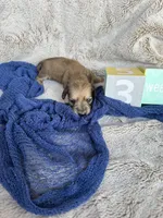 Mio, a male Miniature Dachshund for sale in Kennedy, NY – Photo 3 of 3