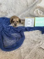 Mio, a male Miniature Dachshund for sale in Kennedy, NY – Photo 2 of 3