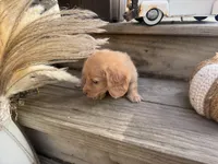 Thunder, a male Miniature Dachshund for sale in Kennedy, NY – 3 of 3