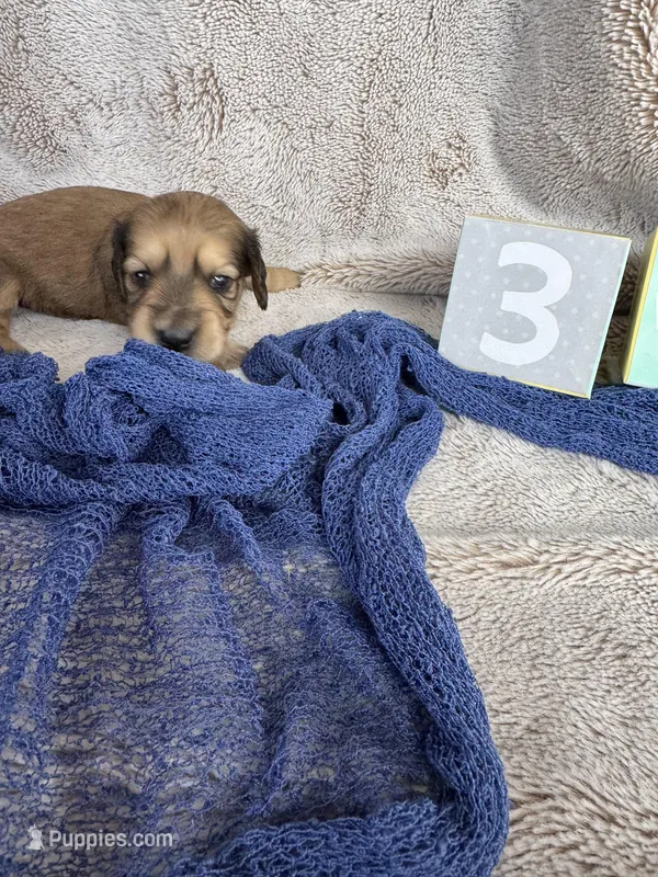 Marmaduke – Miniature Dachshund puppy for sale in Kennedy, NY