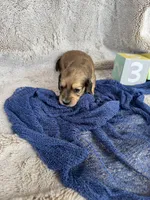 Marmaduke, a male Miniature Dachshund for sale in Kennedy, NY – Photo 3 of 3