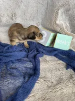 Marmaduke, a male Miniature Dachshund for sale in Kennedy, NY – Photo 2 of 3