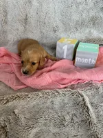 Malibu, a female Miniature Dachshund for sale in Kennedy, NY – Photo 2 of 2