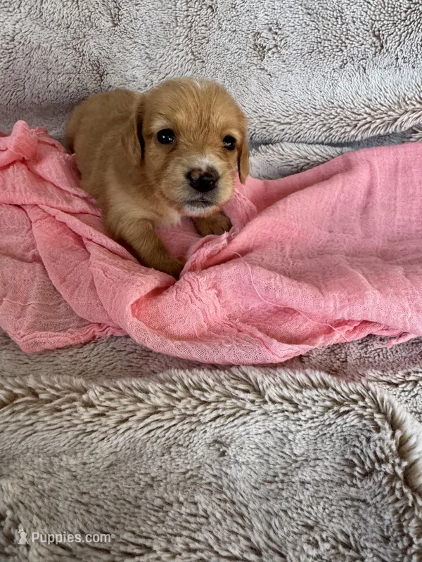 Malibu – Miniature Dachshund puppy for sale in Kennedy, NY