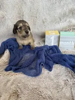 Marlow , a female Miniature Dachshund for sale in Kennedy, NY – Photo 2 of 2