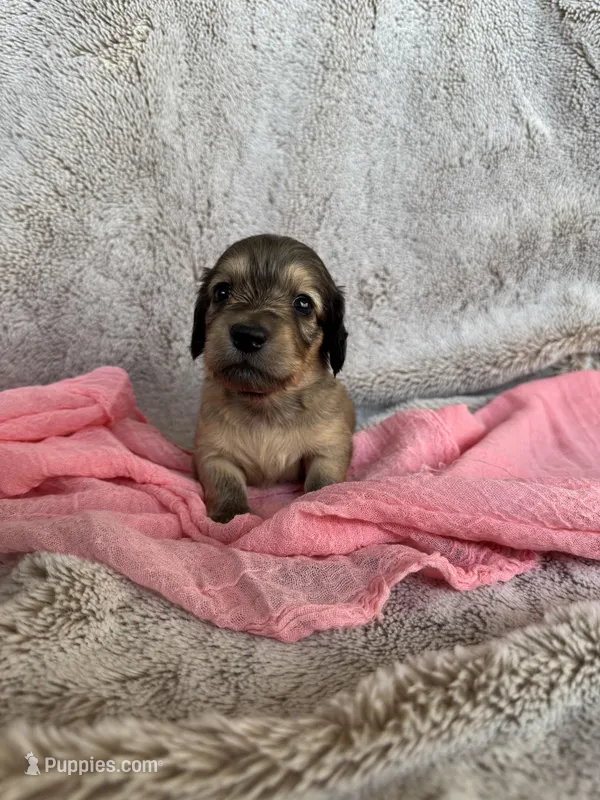 Marlow  – Miniature Dachshund puppy for sale in Kennedy, NY