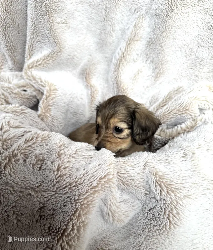 Marlow  – Miniature Dachshund puppy on hold in Kennedy, NY