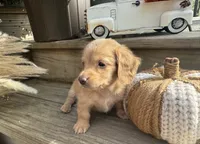 Thunder, a male Miniature Dachshund for sale in Kennedy, NY – 2 of 3
