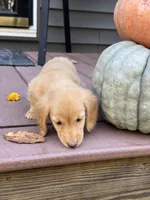 AKC Thunder, a male Miniature Dachshund for sale in Kennedy, NY – 2 of 4