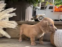 Summer, a female Miniature Dachshund for sale in Kennedy, NY – 2 of 4