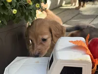 Sunny, a female Miniature Dachshund for sale in Kennedy, NY – 1 of 4