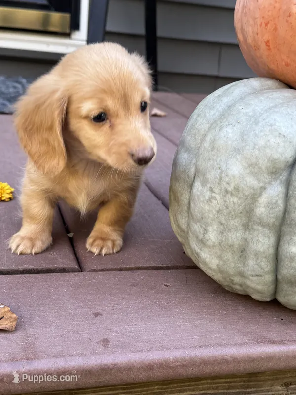 AKC Thunder – Miniature Dachshund puppy for sale in Kennedy, NY