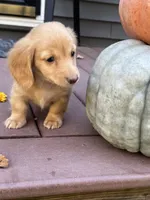 AKC Thunder, a male Miniature Dachshund for sale in Kennedy, NY – 1 of 4