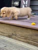 AKC Summer, a female Miniature Dachshund for sale in Kennedy, NY – 3 of 4