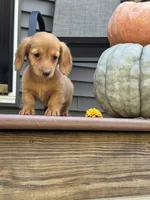 AKC Sunny, a female Miniature Dachshund for sale in Kennedy, NY – 3 of 4