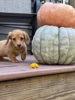 AKC Sunny, a female Miniature Dachshund for sale in Kennedy, NY – 2 of 4