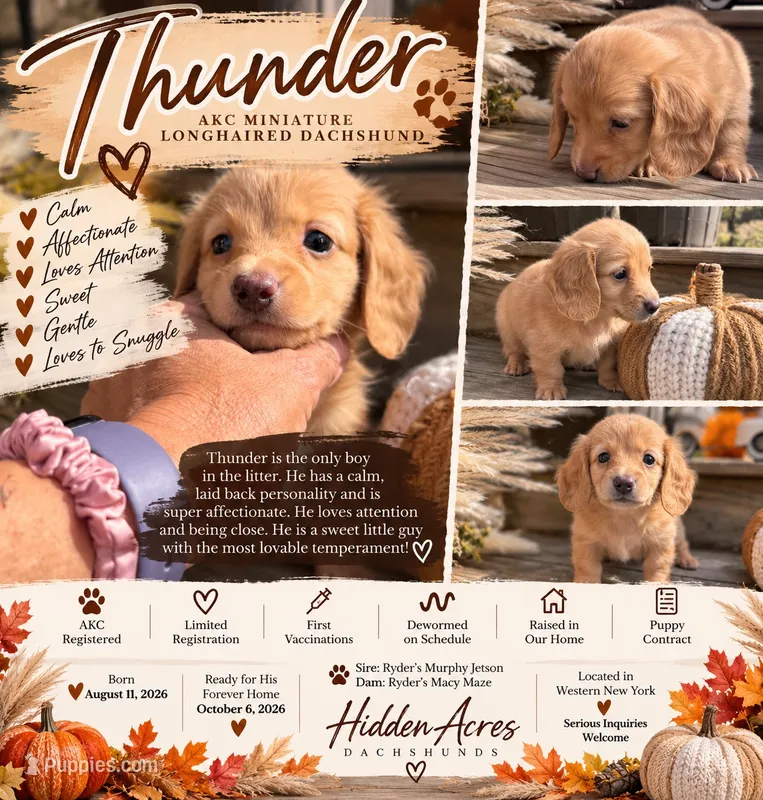 Thunder – Miniature Dachshund puppy for sale in Kennedy, NY