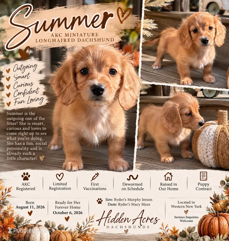 Summer – Miniature Dachshund puppy for sale in Kennedy, NY
