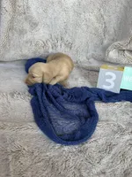 Miller, a male Miniature Dachshund for sale in Kennedy, NY – Photo 3 of 3