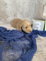 Miller, a male Miniature Dachshund for sale in Kennedy, NY – Photo 1 of 3